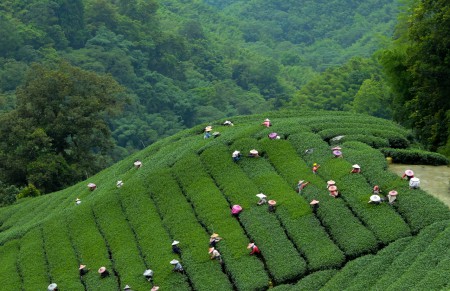 烏龍茶の茶摘み