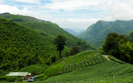 凍頂烏龍茶園の風景