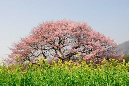 長野県高井；黒部の桜