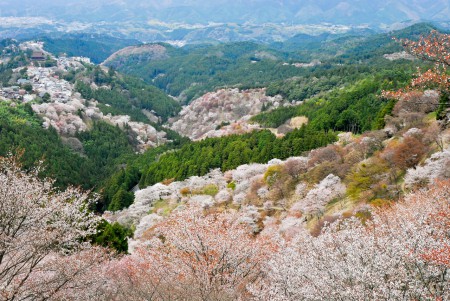 吉野の千本桜
