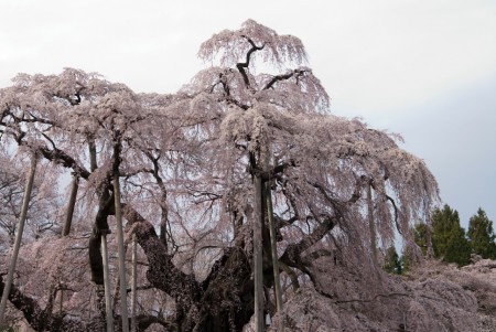 福島県三春：滝桜