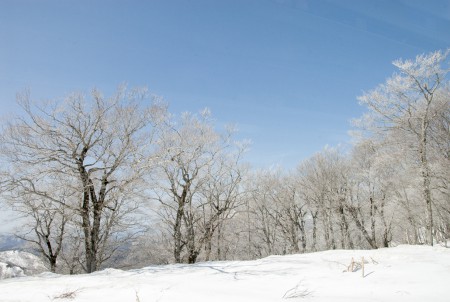 吾妻スカイライン霧氷