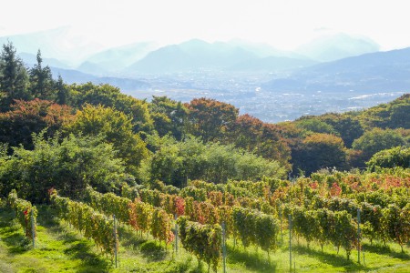 ヴィラデストワイナリーの秋