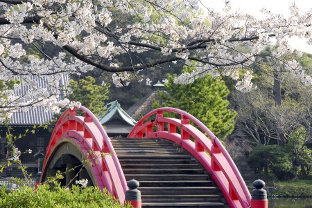 称名寺の桜