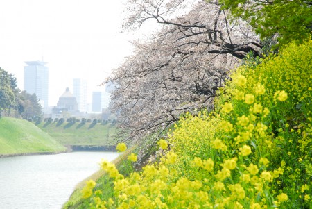 東京：千鳥ヶ淵