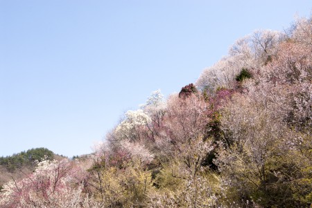 福島：花見山