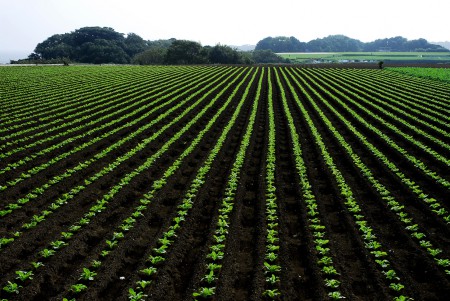三浦半島の大根畑