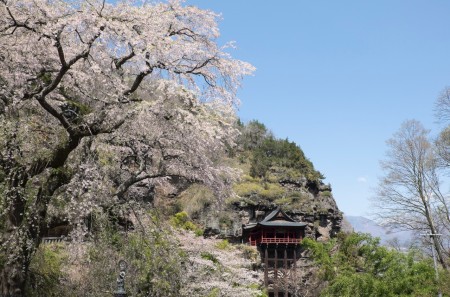 布引観音の枝垂桜