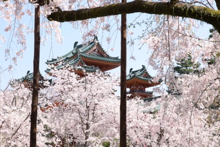 平安神宮神苑の桜