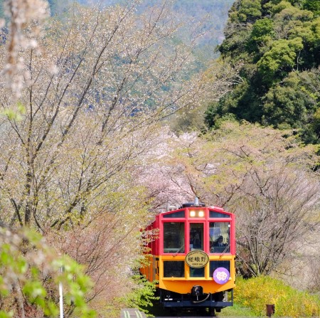 桜並木から現れるトロッコ電車