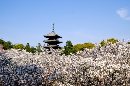 室生寺の御室桜